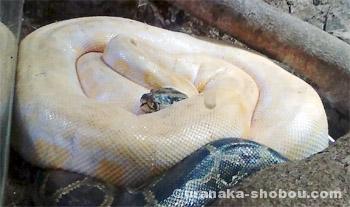 「iZoo」のビルマニシキヘビ