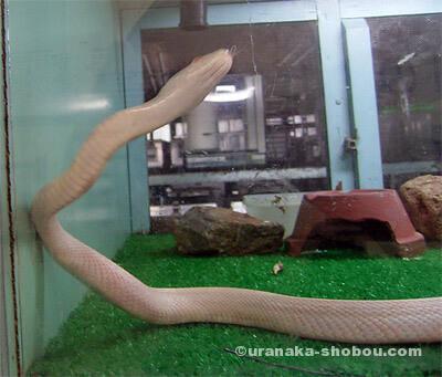 ジャパンスネークセンター（へび研）クロネズミヘビ白化型